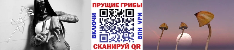 где можно купить наркотик  Ялуторовск  Галлюциногенные грибы Cubensis 